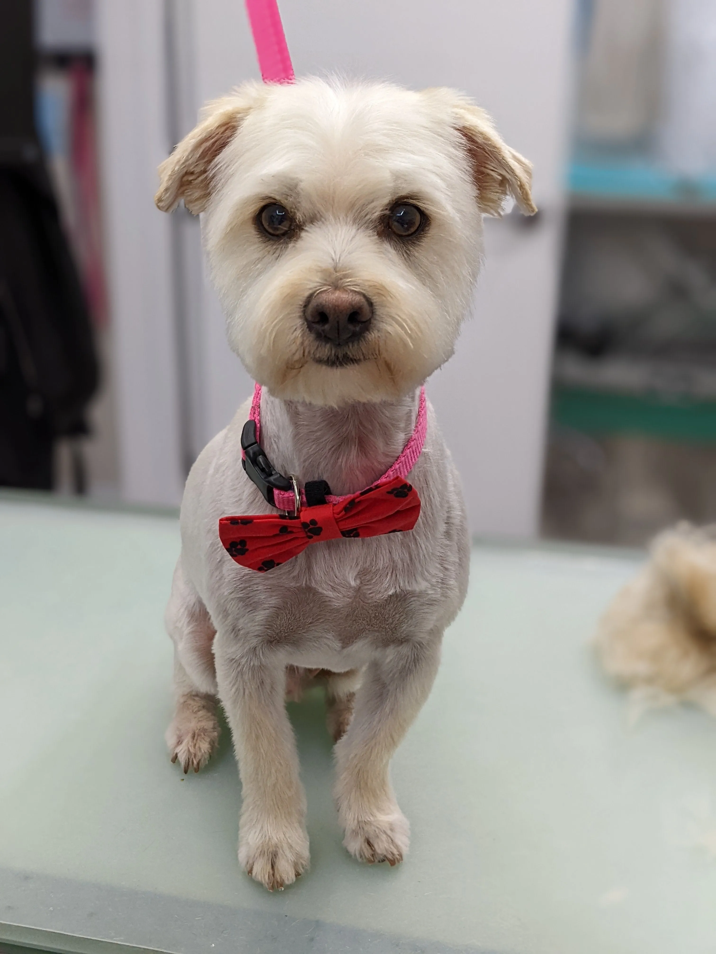 Bespoke Collar Blossoms & Bowties