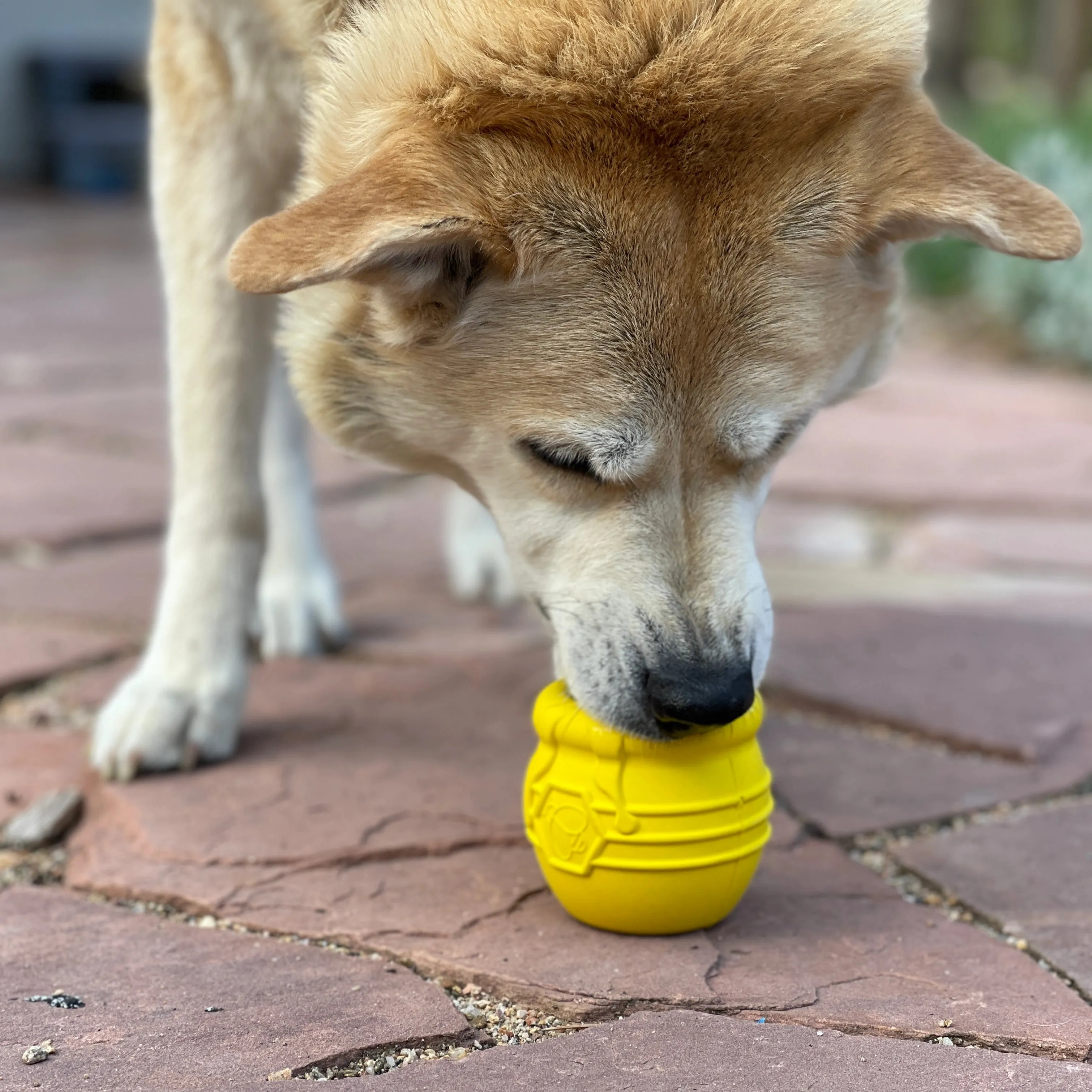 Large Honey Pot Durable Rubber Treat Dispenser & Enrichment Toy for Dogs