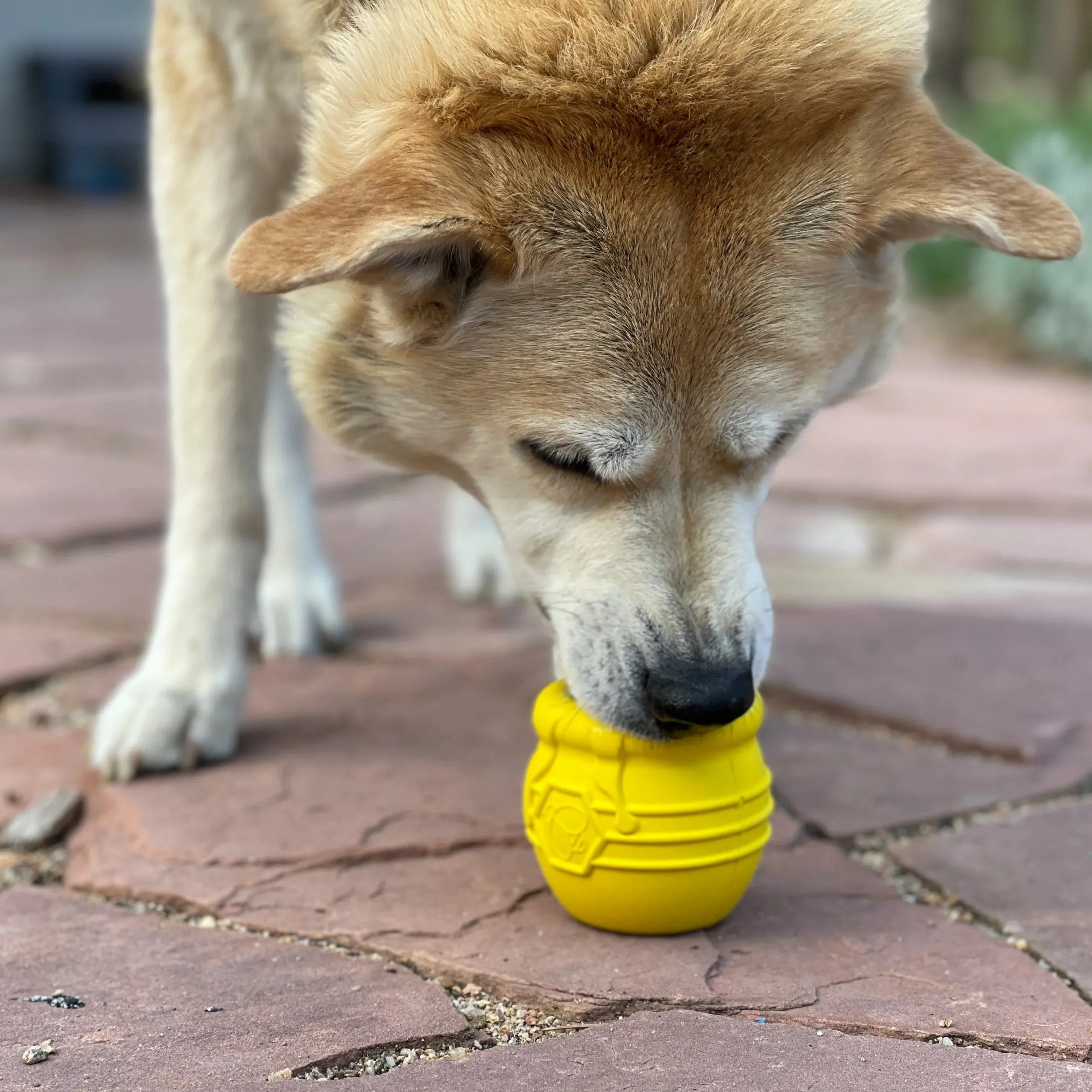 NEW! Honey Pot 2.0 Large Durable Rubber Treat Dispenser & Enrichment Toy Bundle for Dogs